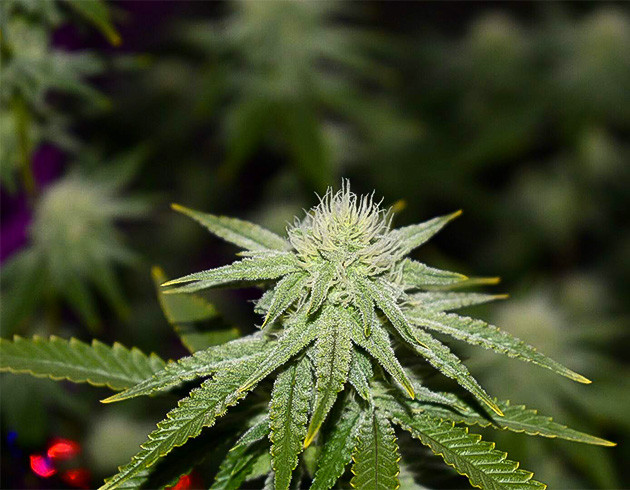 Приближение к харвесту Blueberry Muffin: признаки дефицита