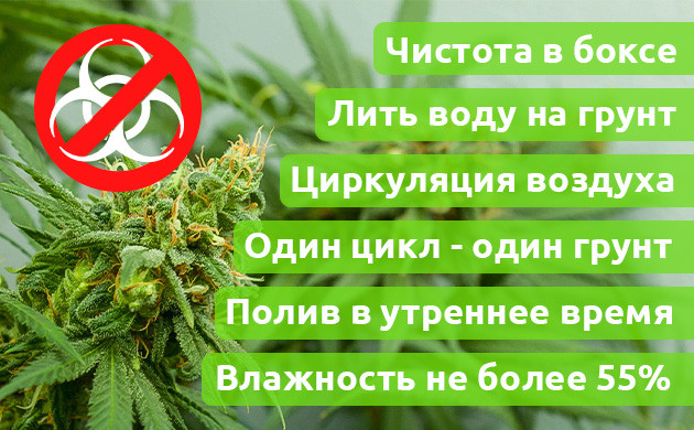 Как препятствовать появлению альтернарии Меры предосторожности появления альтернарии