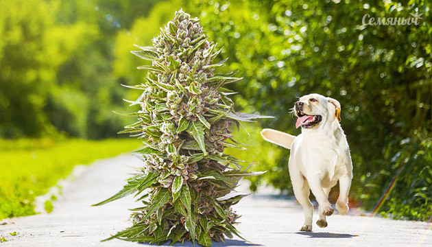 Прогулочные сорта Конопля на прогулке