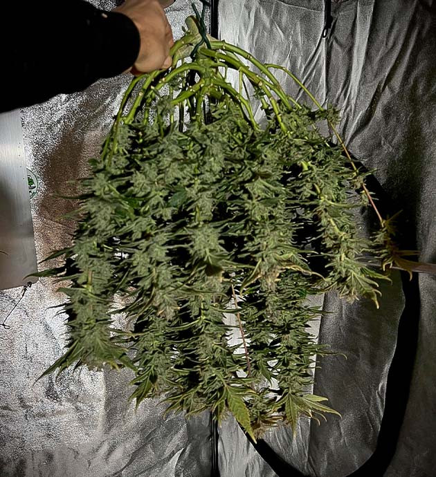 Сбор урожая и впечатления от сорта Харвест