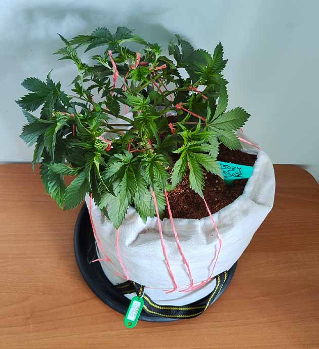 Стимуляция цветения сорта Dozy Doz