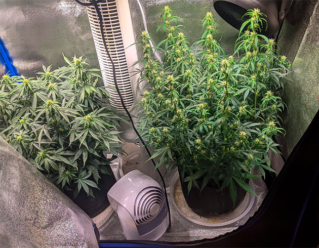 Пол метровый куст конопли 