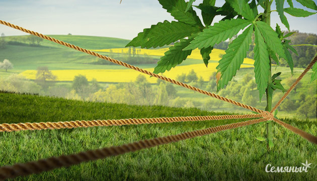 Как поддерживать ветви конопли