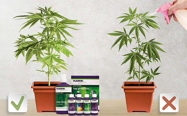 Удобрения для конопли