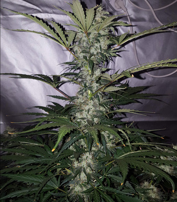 Макушка Auto White Widow