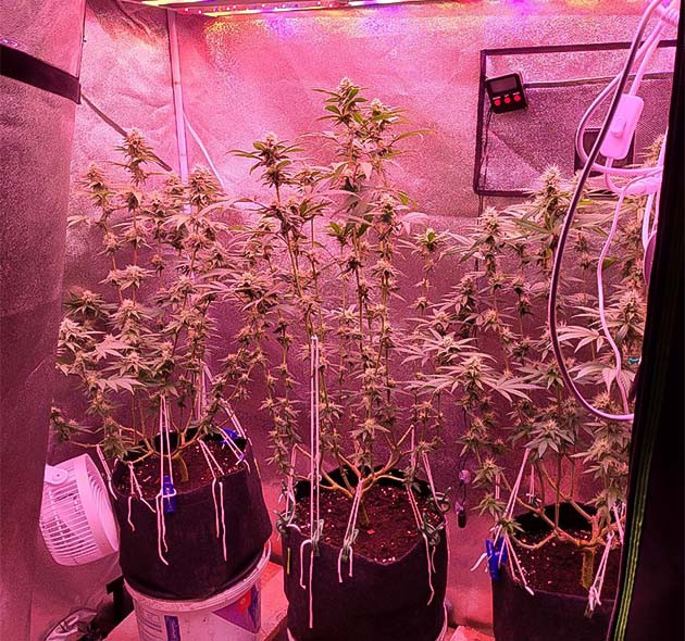 Стадия цветения конопли