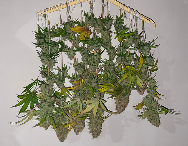 Сбор урожая