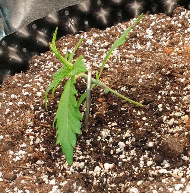 Куст Hellfire OG Auto на 3 неделе развития