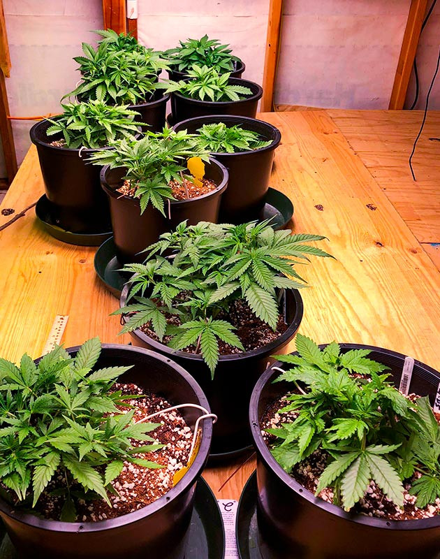 Гроурепорт сорта Gelato Auto