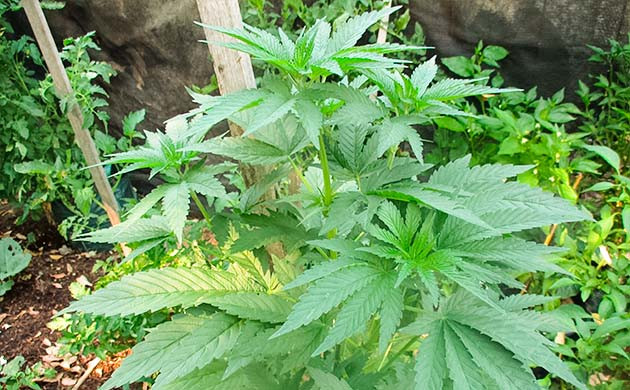 Тренировка растения Pineapple Chunk