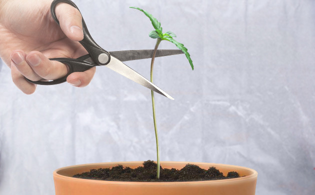 FIM-обрезка конопли Подрезка верхушки ростка