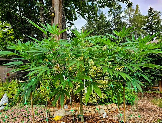 Куст Gorilla Cookies FF от FastBuds на 14-15 неделе