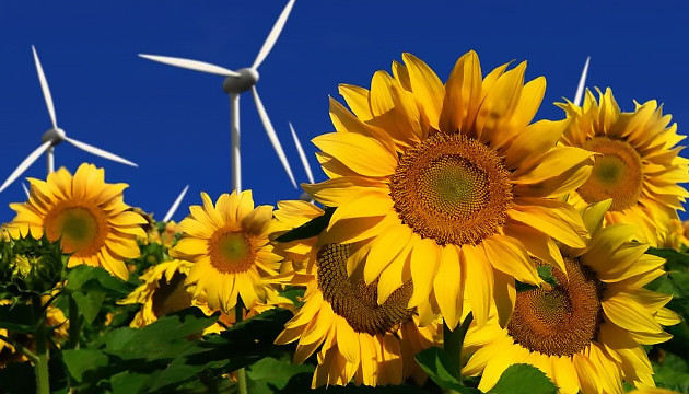 Посадка среди подсолнухов