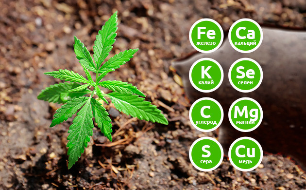 Польза мелассы для конопли