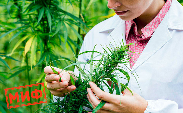 Особенность конопли, выращенной в ауте В каннабисе, выращенном в открытом грунте, нет ничего особенного