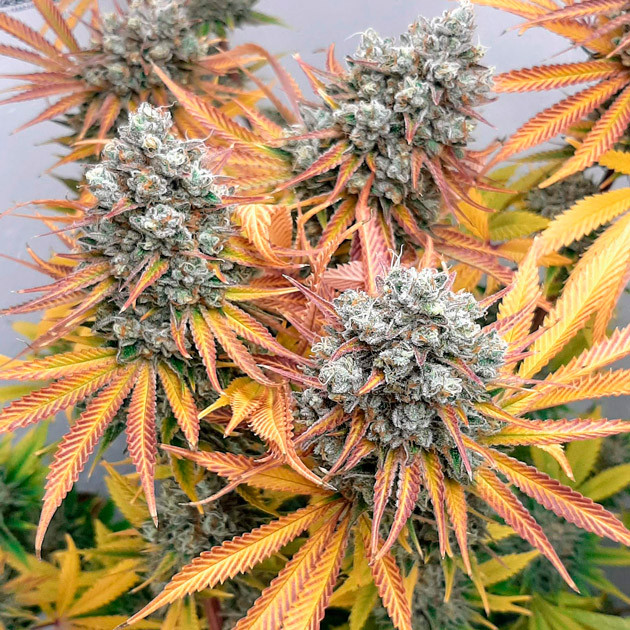 Желто-красные листья