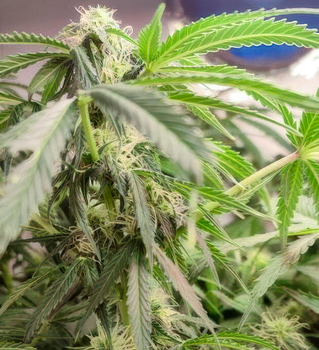 Конопля с активно растущими соцветиями после удаления лишней листвы