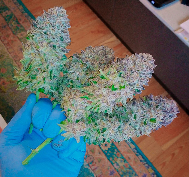 Несколько срезанных массивных соцветий