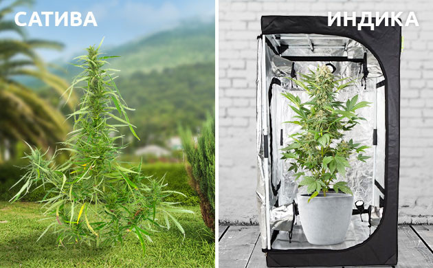 Место выращивания конопли Выращивание конопли в аутдоре или индоре в зависимости от вида