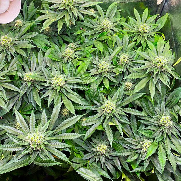 Цветущий куст Dark Phoenix