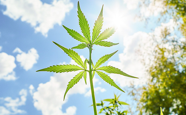 Экономное выращивание конопли в аутдоре