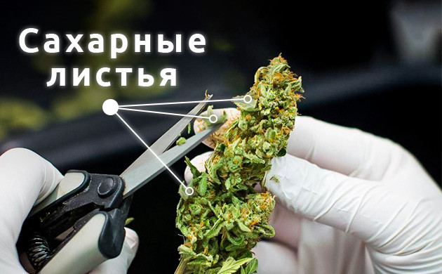 Ручной тримминг шишек