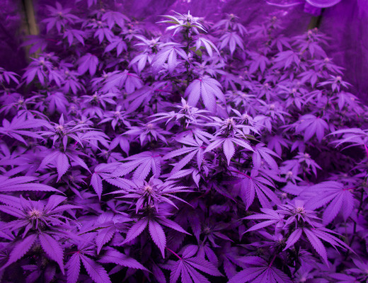 Кусты White Widow в гроукомнате