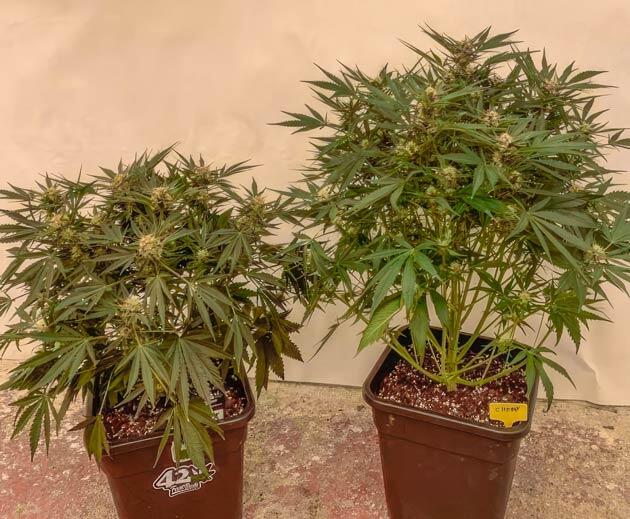 Развитие соцветий Кусты Cherry Cola Auto на стадии цветения