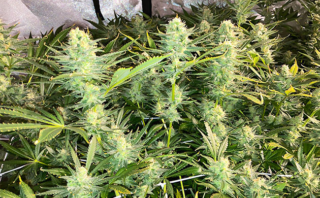 Промывка на 13 неделе выращивания Созревшие кусты конопли на 13 неделе