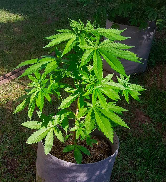 Скачек роста на 5 неделе выращивания Куст конопли под солнечным светом