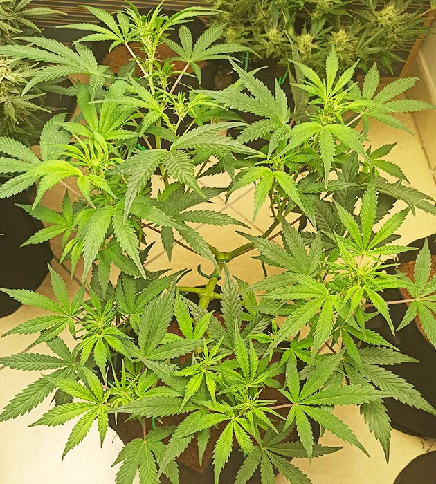 Предцвет конопли Появление точек роста шишек