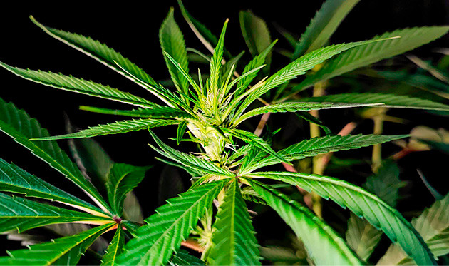 Цветение куста Sweet Cherry Pie