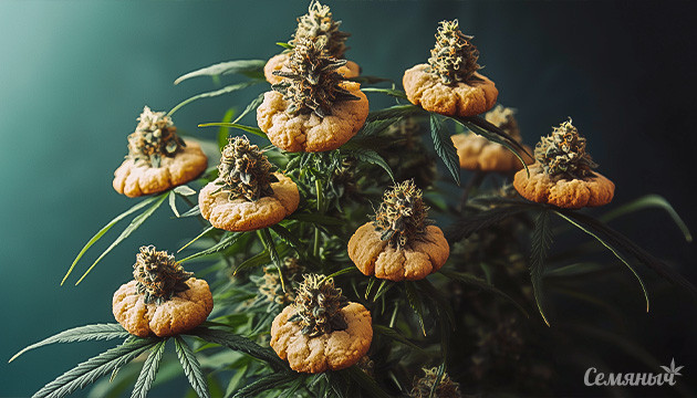 Вклад генетики кукис в разнообразие сортов марихуаны Girl Scout Cookies: легенда