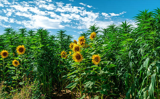 Каннабис среди высоких однолетних растений в саду