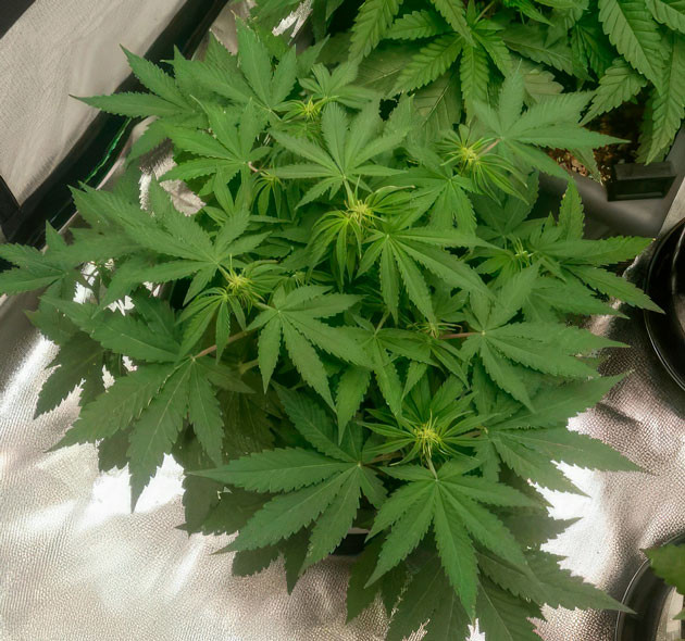Куст конопли ростом 32 см