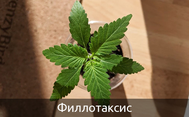 Три узла листьев