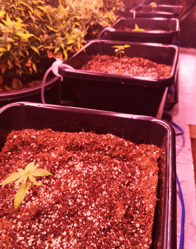 Первая неделя на гидропонике Формирование первых листьев ростка