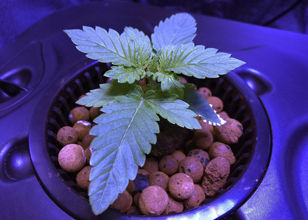 Рост конопли