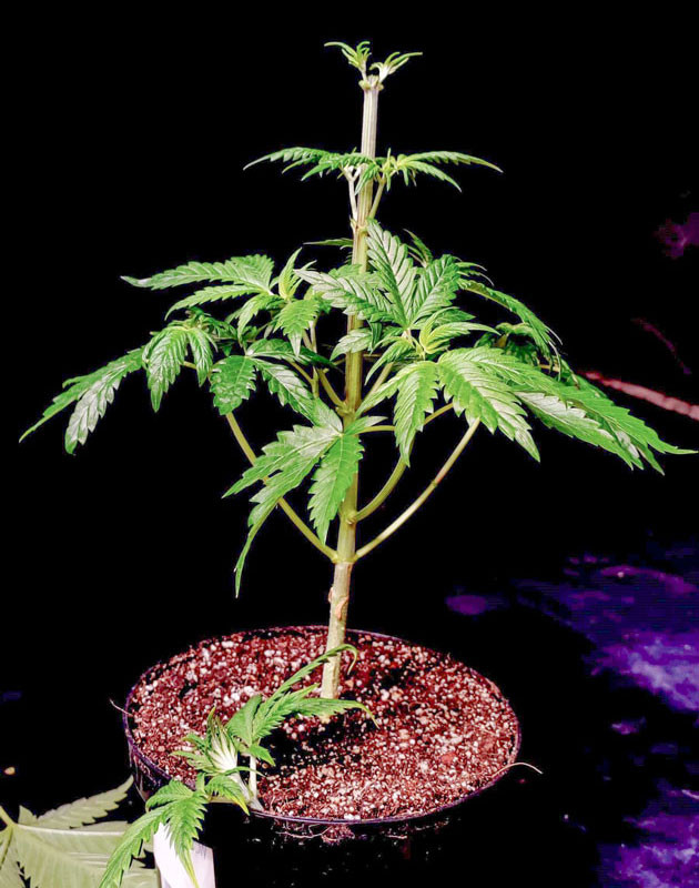 Быстрое заживление и возвращение к росту Lemon Citron