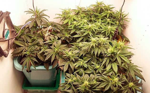 Восстановление сломанной ветви Кусты в гроубоксе