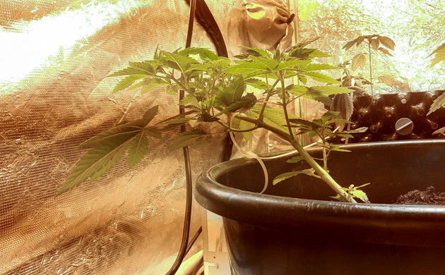 Применение техники LST Подгибание стебля