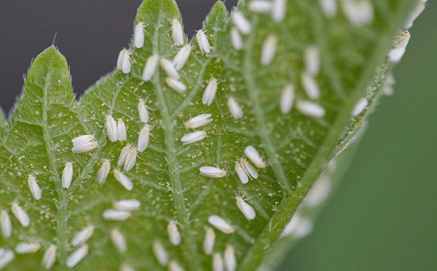 Маленькие белые насекомые на листьях конопли