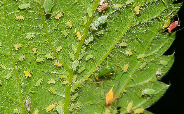 Борьба с вредителями в выращивании конопли