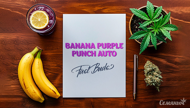 Гроурепорт сорта Banana Purple Punch Auto от FastBuds