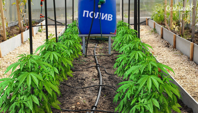 Автополив конопли