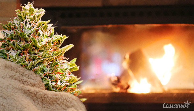 Сорта согревающие Конопля у костра