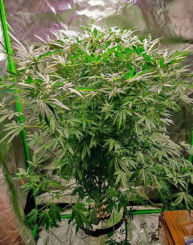 Куст марихуаны ростом 110 см