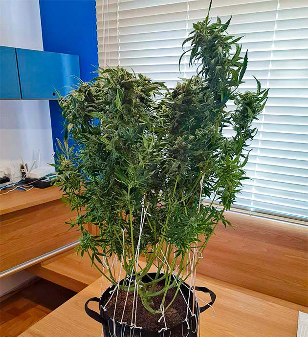 Последняя неделя цветения Auto Cinderella Jack Подготовка к харвесту конопли Auto Cinderella Jack