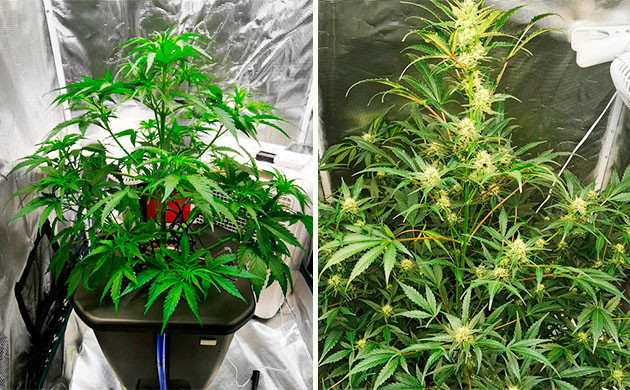 Содержание растений в отдельных гроубоксах Бокс для вегетации и цветения