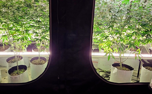 Напольное освещение конопли